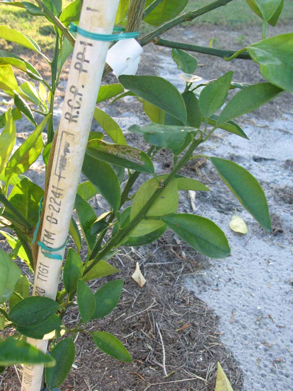            Shade leaves (Winter Haven, FL)   
